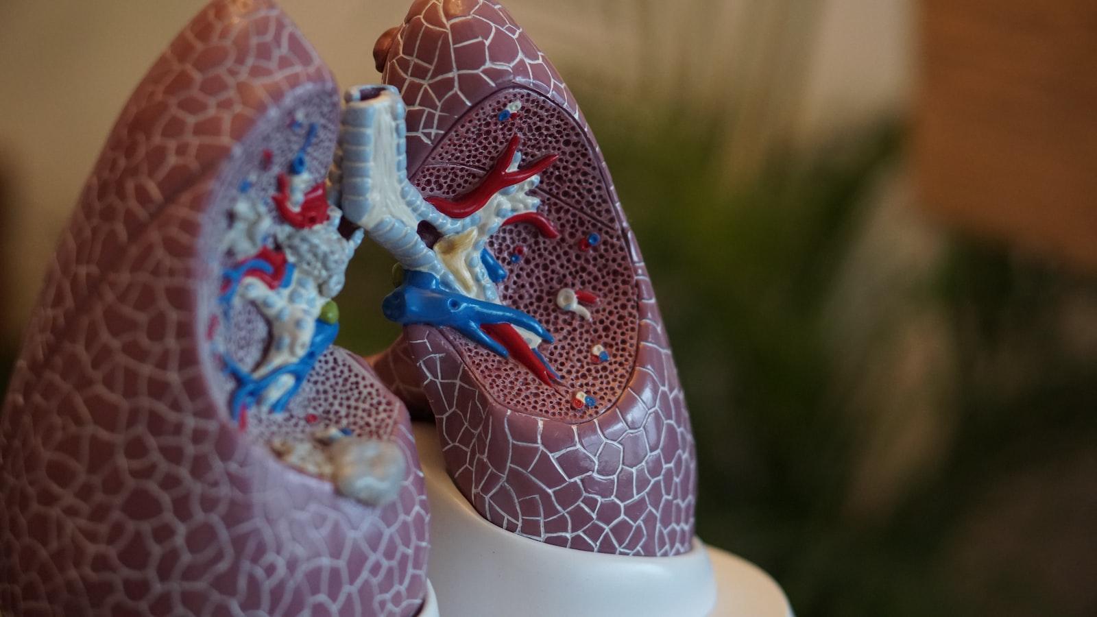 Lunge selective focus photography of anatomy lungs